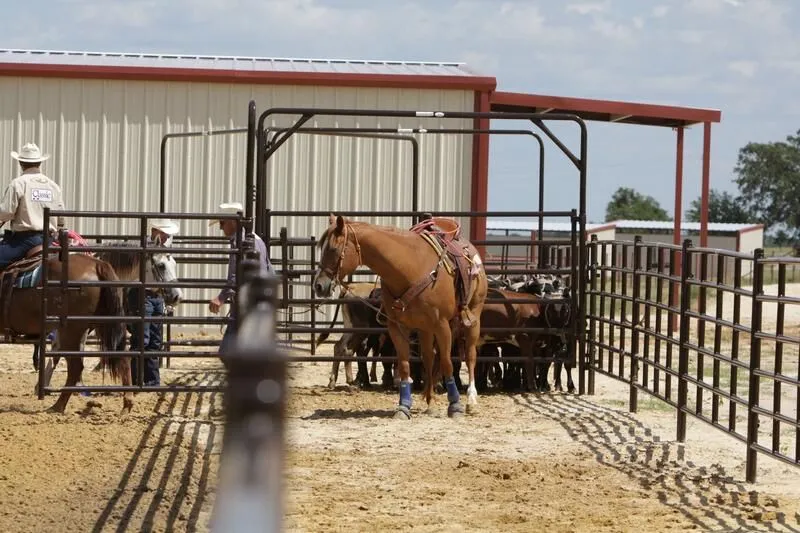 Tarter’s Heavy-Duty Arena Ride-Thru with working cattle.
