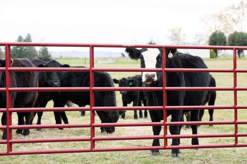 Tarter’s Steelmax Stock gate being used to confine cattle.