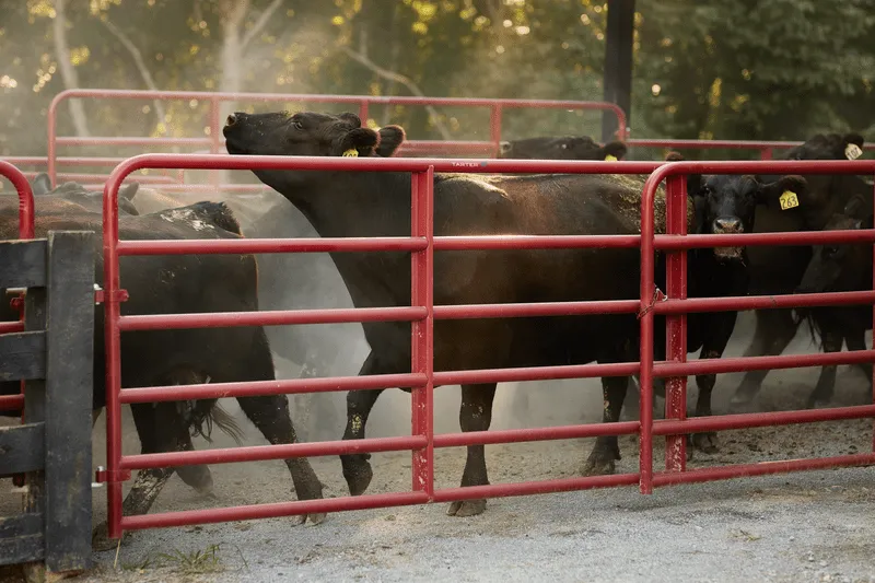 Tarter’s Bullmax Round Corner Gate restraining multiple cattle and heavy confinement.