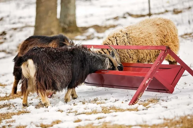Tarter's 4 ft. Goat Trough Feeder is a heavy-duty small animal feeder coated with a corrosion-resistant finish. 
