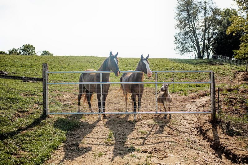 Tarters Watchman Galvanized Wire Mesh Gate provides a perfect light confinement option for small animals.