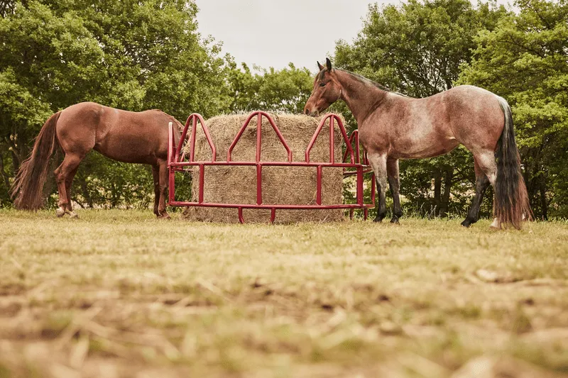 Two horses feeding out of Tarter’s Equine Pro Hay Feeder