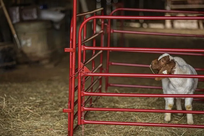 Tarter’s Pipe Panel being used with goat.