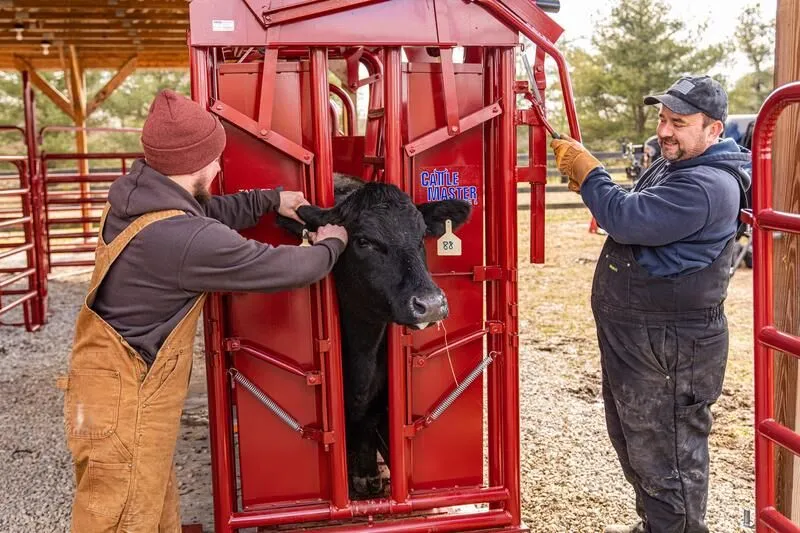 Tarter’s Cattlemaster Series 6 Squeeze Chute w/ Manual Headgate showing two men working cattle.