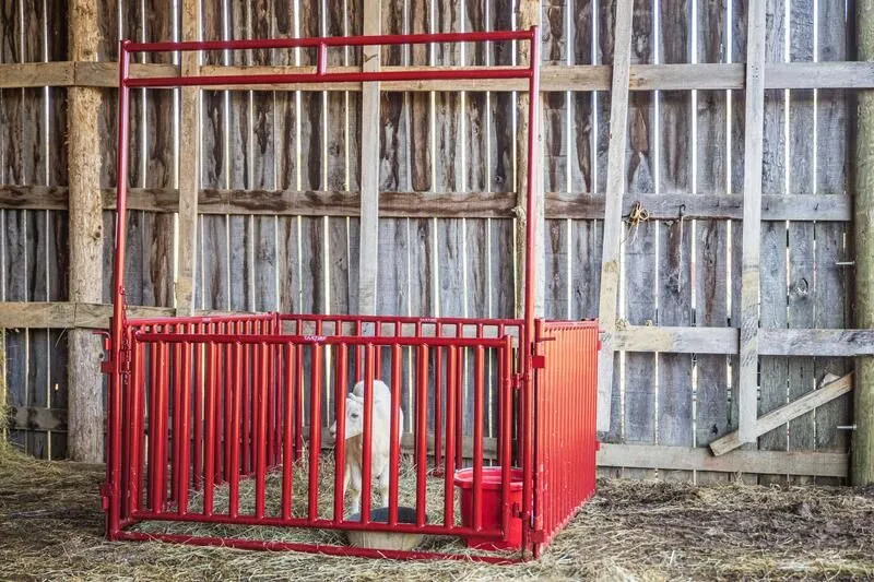 Tarter ft.s vertical bar small animal walk-thru being used with goat.
