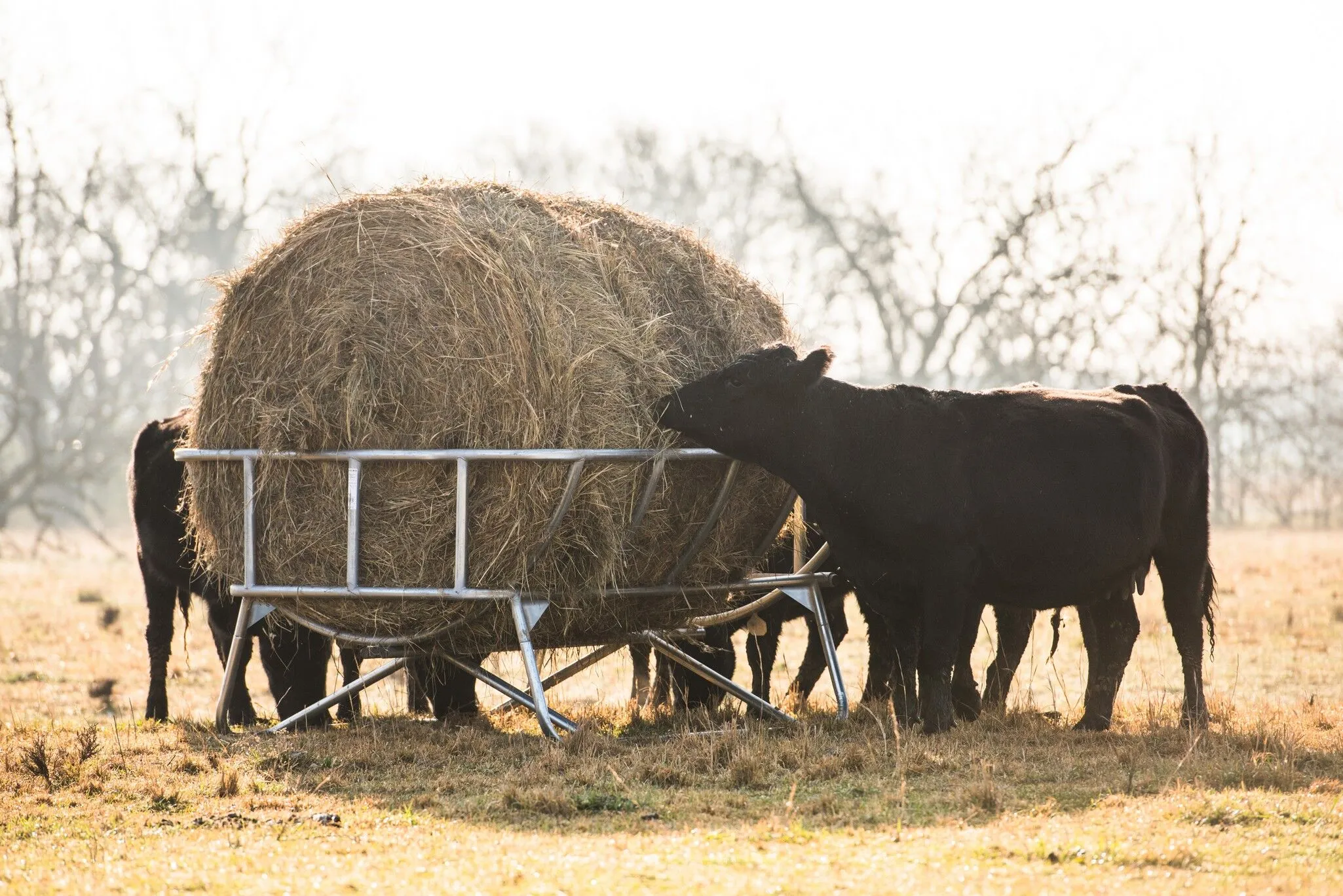 Tarter’s Cradle Bale Feeder with cattle eating from feeder. Large round bale feeder that reduces hay waste.