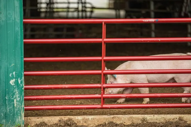Tarter’s Steelmax Small Animal Gate is made of 1¾” steel tubing. Pig inside gate.