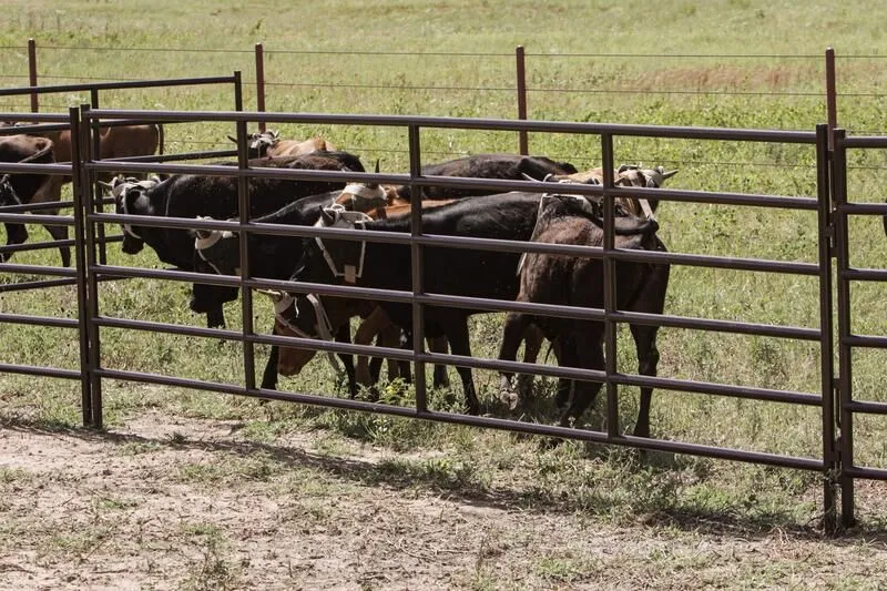 Tarter ft.s Heavy-Duty Arena Panel is designed for rodeo setups, cattle-handling systems, and other heavy confinement needs.